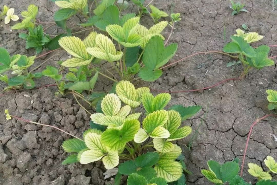 贛南種植草莓喜肥但不耐肥這份缺素和營養過剩圖譜請收好