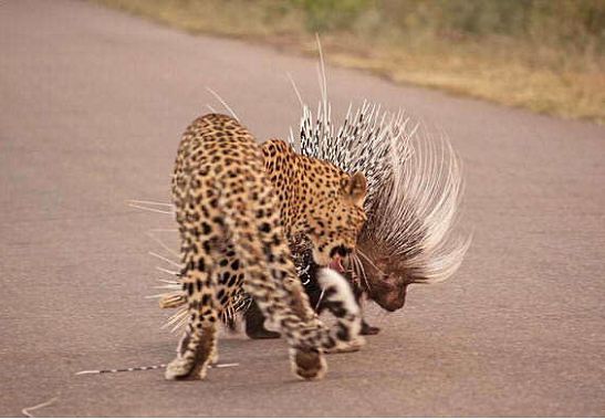 摄影师路上巧遇猎豹攻击豪猪,下一秒猎豹硬直直倒下