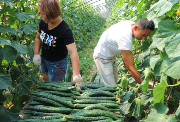 原創農民種大棚如何實現苦瓜甘藍黃瓜菠菜一年四熟栽培