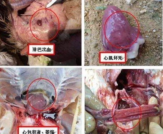 鸭黄病毒在肉鸭和蛋鸭中的不同表现和防治方案