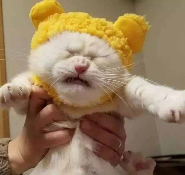 猫fuku不只不赏脸,一戴上就马上把脸皱成一团,气噗噗的表情实在太经典