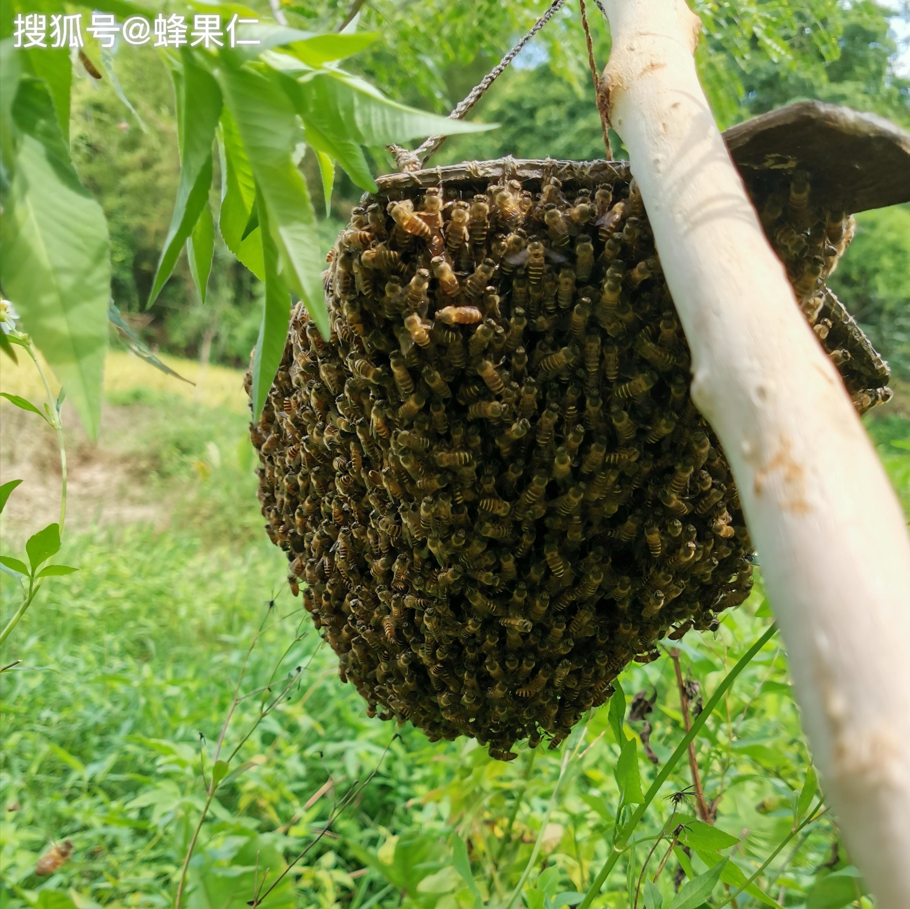 蜜蜂什么时候分蜂？