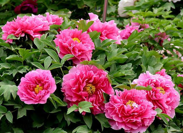 国色天香花开富贵牡丹花开花绝美花苞硕大其实家养也合适