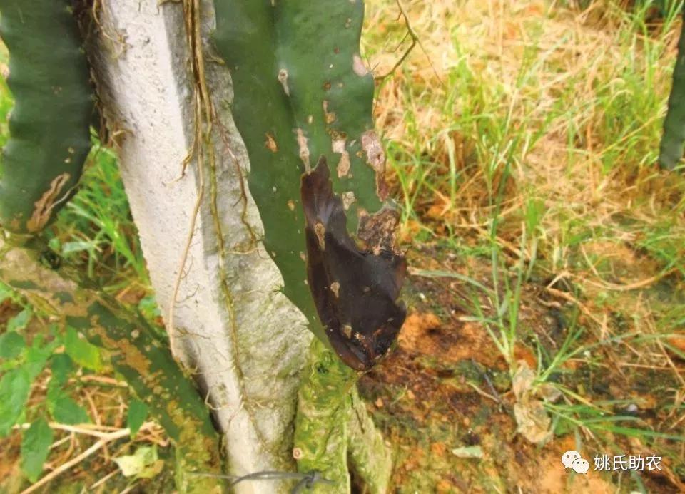 火龙果软腐病危害症状发病规律