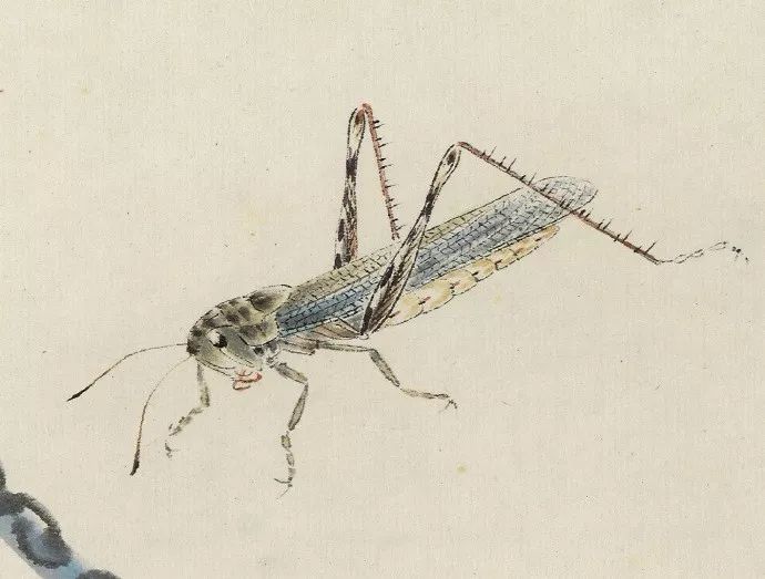 写意草虫基本画法附齐白石草虫欣赏