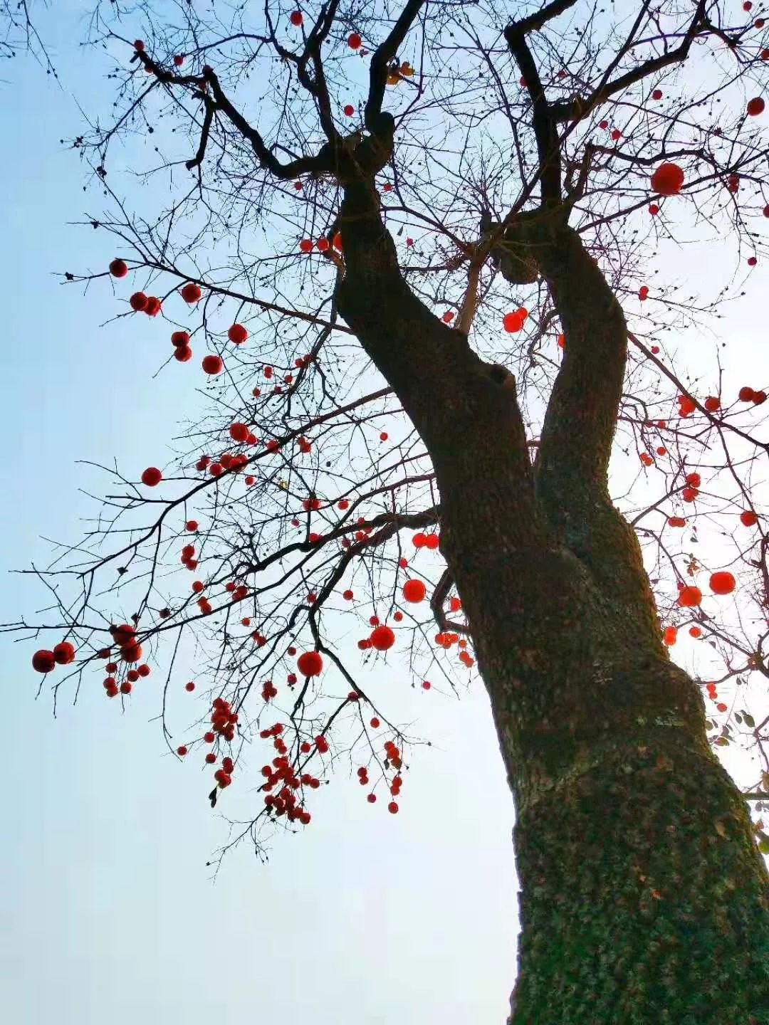 知秋摄影作品欣赏特别的温暖送给特别的你