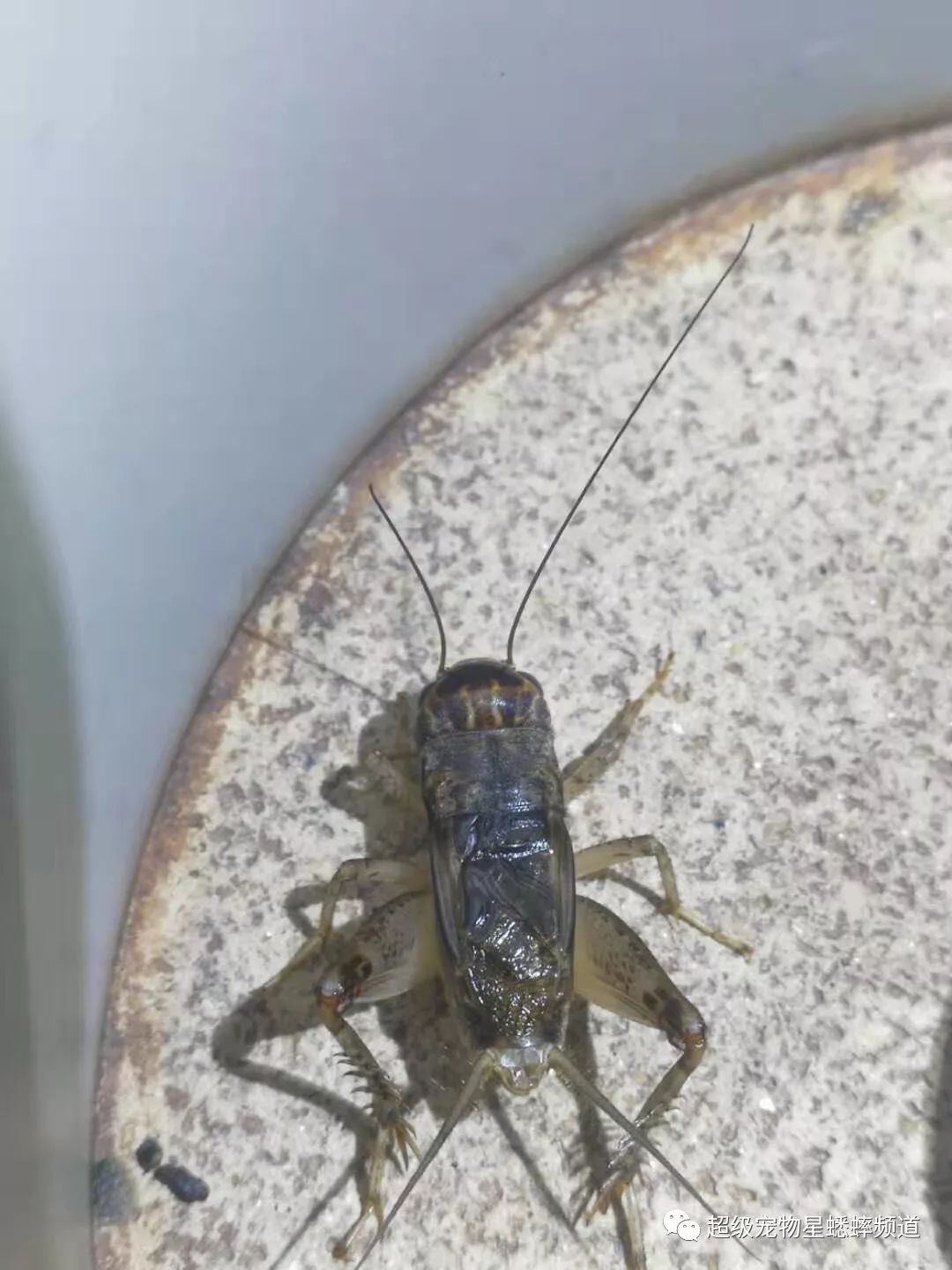 特献盖世精彩斗蟋视频_蟋蟀