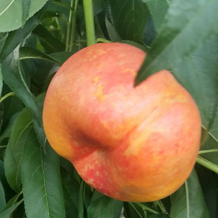 中油蟠9号蟠桃苗:口感,颜值,丰产性不比任何一个油蟠桃品种差