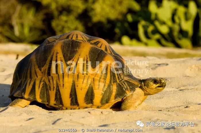 颇具个性的辐射陆龟