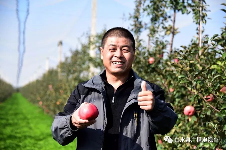 【促农增收】"苹"易近人 "果"然有机 我为白水苹果代言
