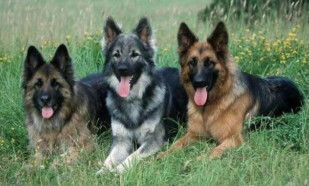 原创豺狼虎豹为四凶豺为何排前面它是种啥动物有一种你常见