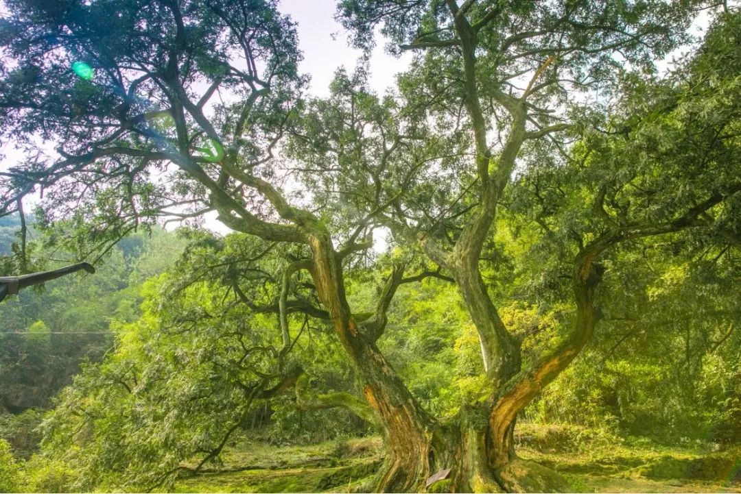 千年香榧益拍香榧炒制大赛土菜百家宴2019稽东香榧文化旅游节来了