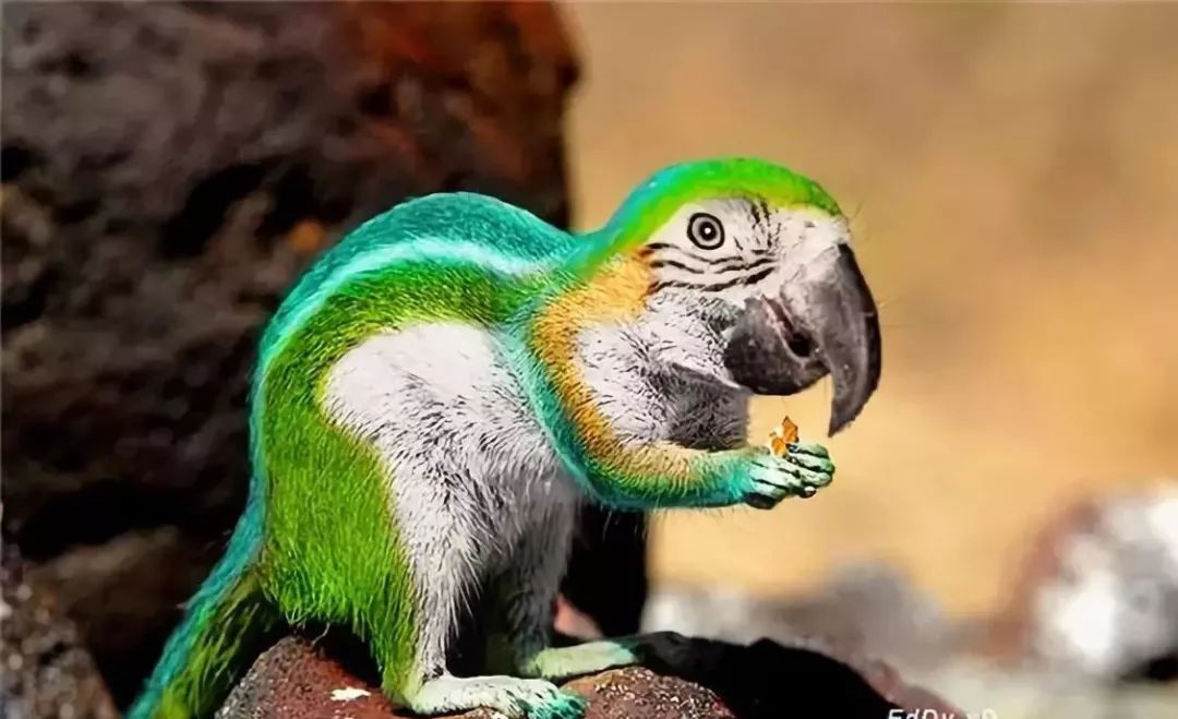 稀奇太稀奇了你绝对没有见过的稀世奇照