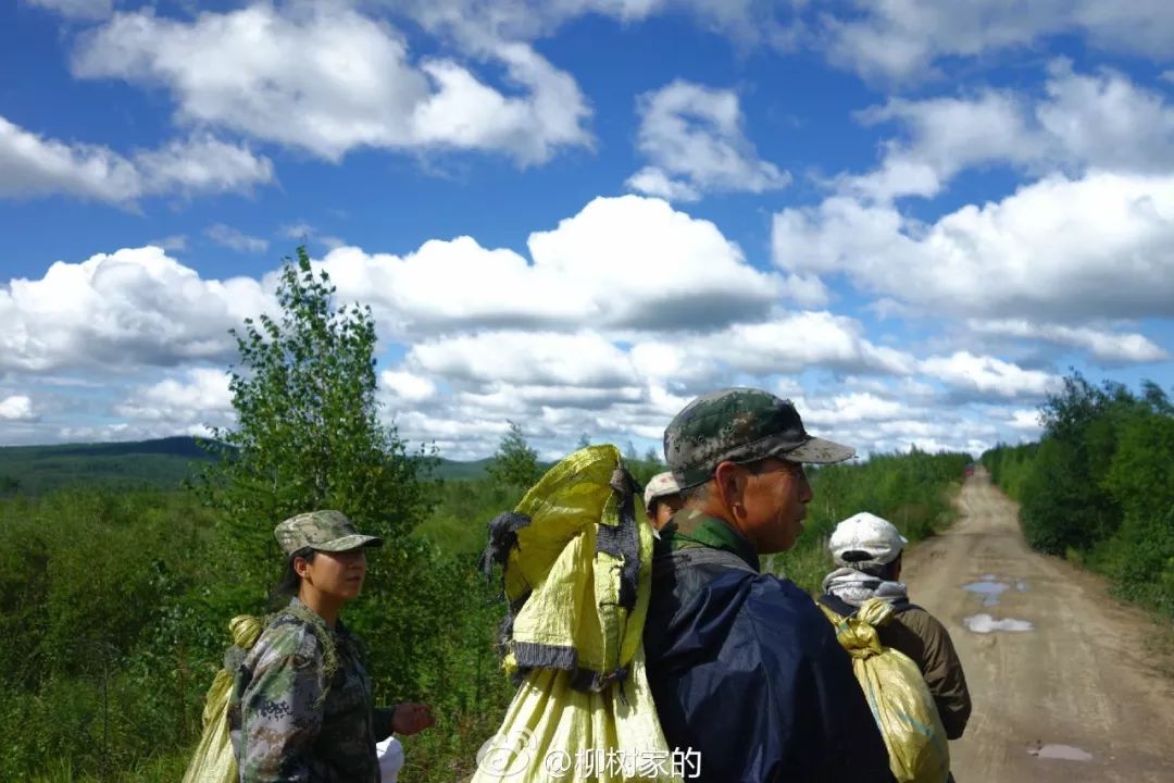 上新松塔长成需三年每一枚偃松仁都是大山和偃松的馈赠