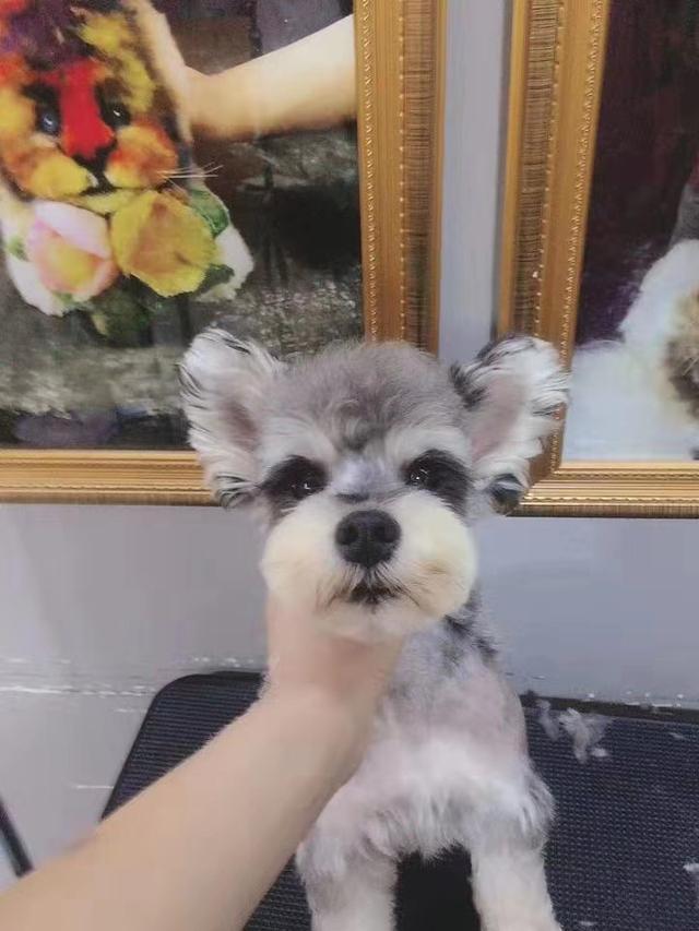 十组雪纳瑞萌系造型简直要萌死啦