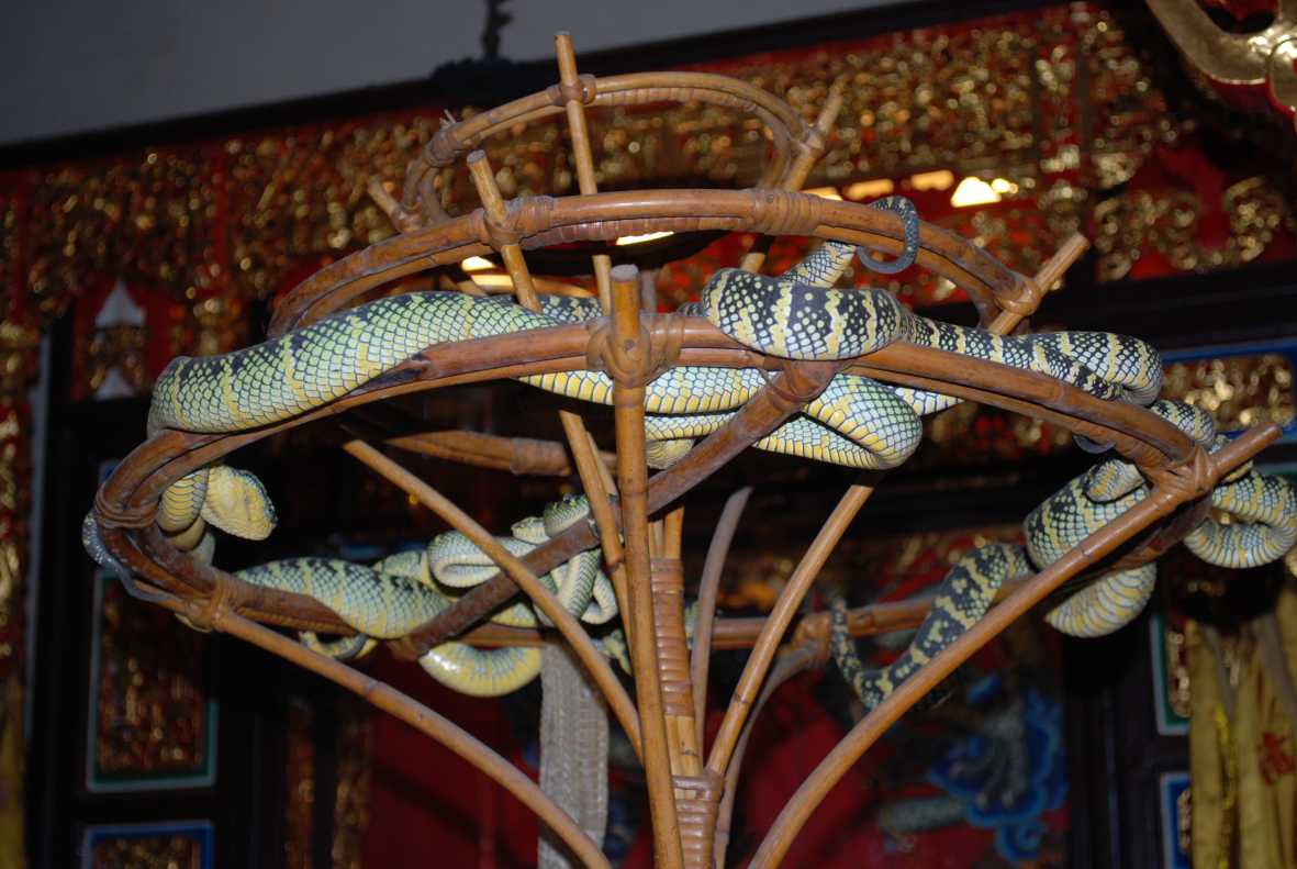 直击全球唯一蛇庙万条毒蛇被拔掉毒牙被熏香熏成乖宝宝