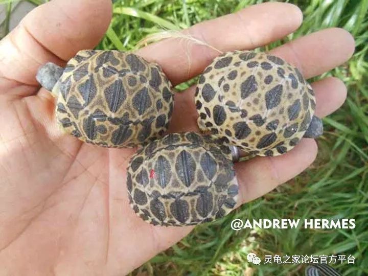 颇具个性的辐射陆龟