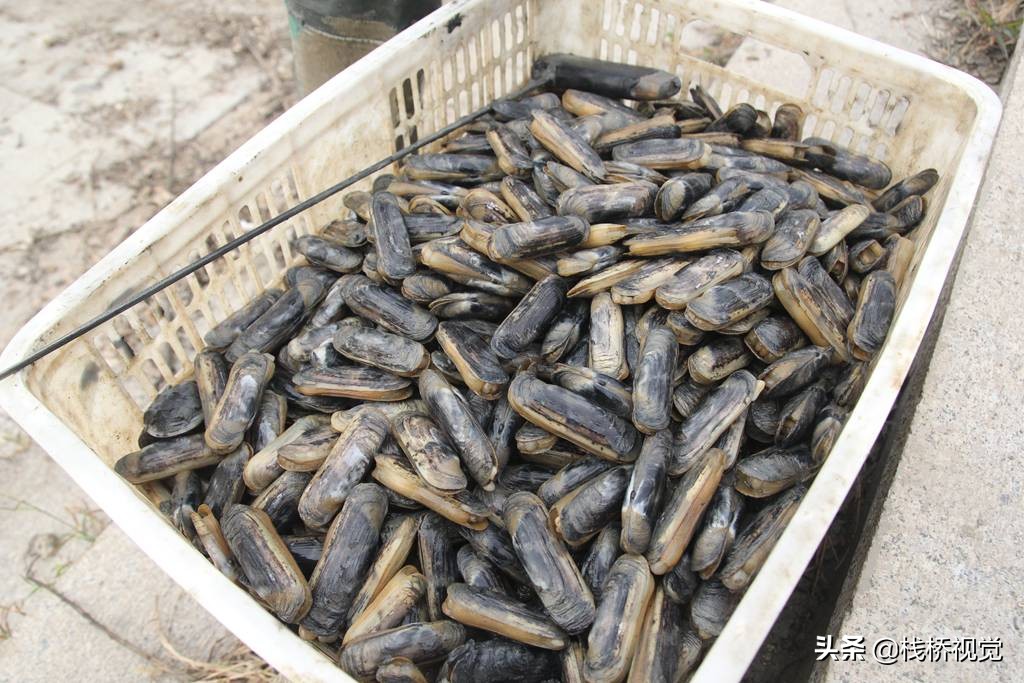 墨水河挖缢蛏收获三四十斤 成精海鸥紧跟人白吃蛏子