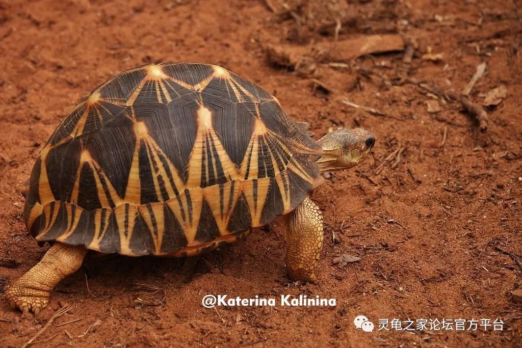 颇具个性的辐射陆龟
