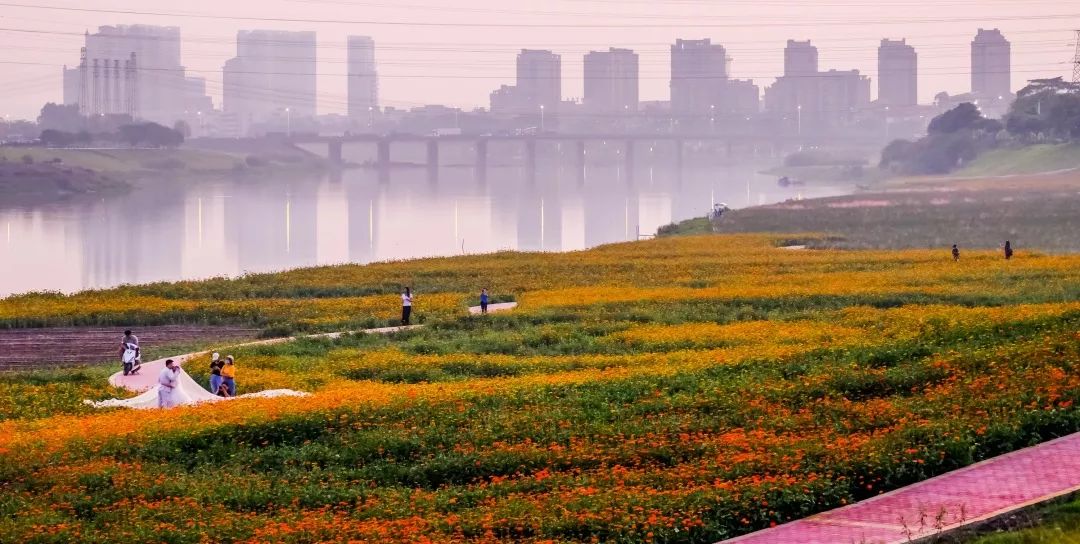 芦苞花海生态公园图片