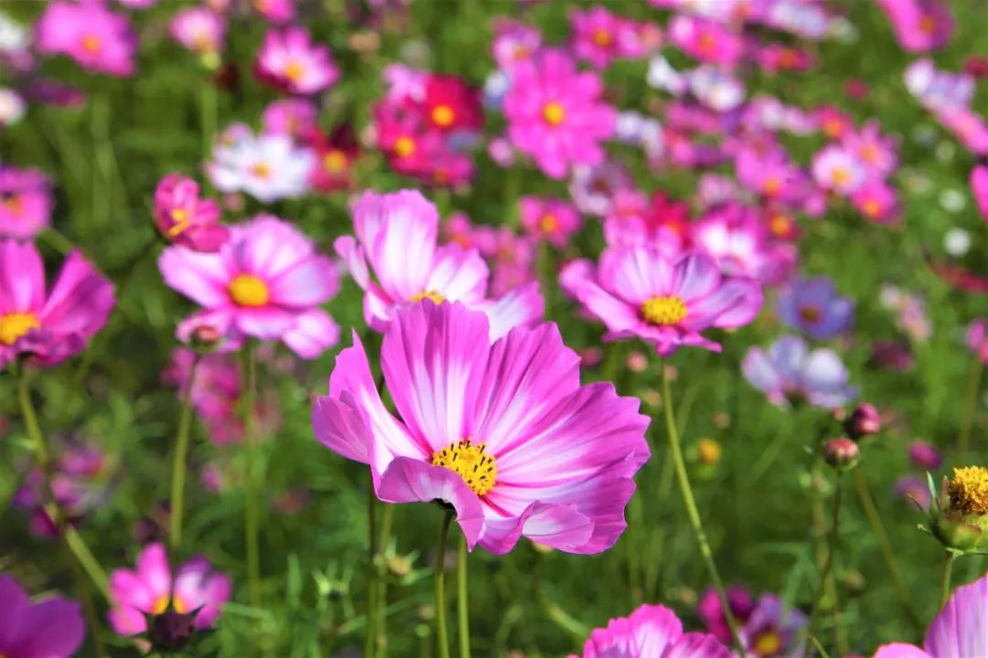 虽然恰逢深秋至,果实落,但大地在进入一片萧索静寂的状态前,总要最终