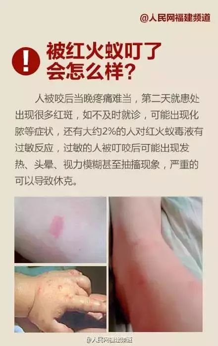 红火蚁出没福建!千万别碰!已启动疫情防控