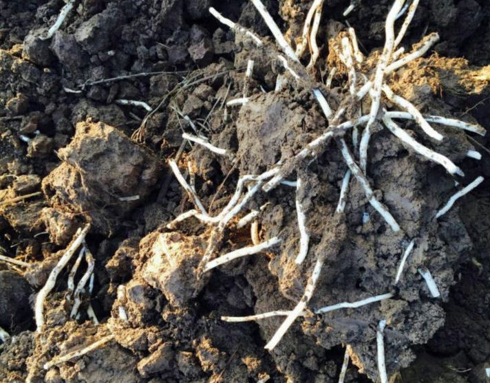 银条是偃师市特有的根茎蔬菜偃师银条洁白光亮,质地致密,色白鲜嫩2011