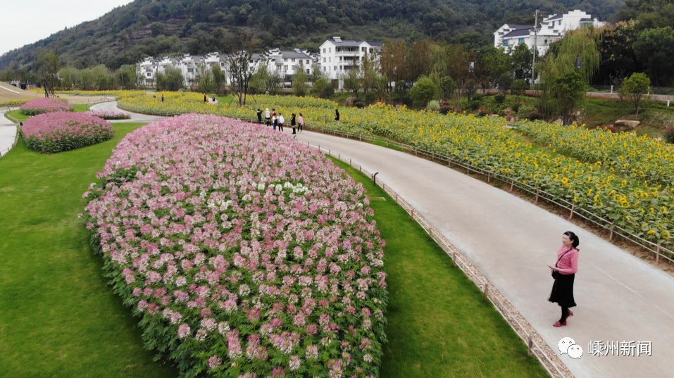 嵊州这几片网红花海,再不去就晚了_越剧