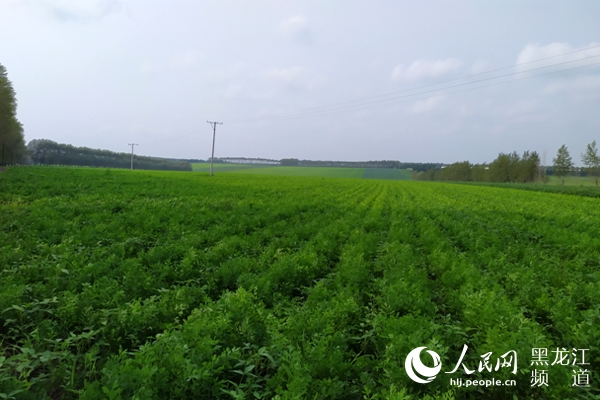 龙江十大优势中药材品种受青睐_种植