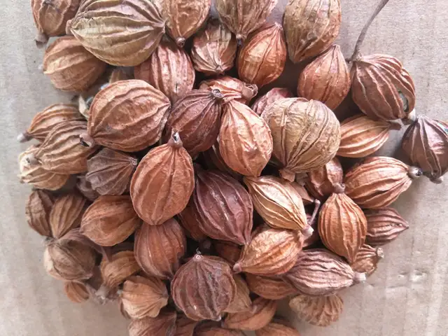 卤菜中常用的增香和除异味的10多种香料介绍附卤菜配方做参考