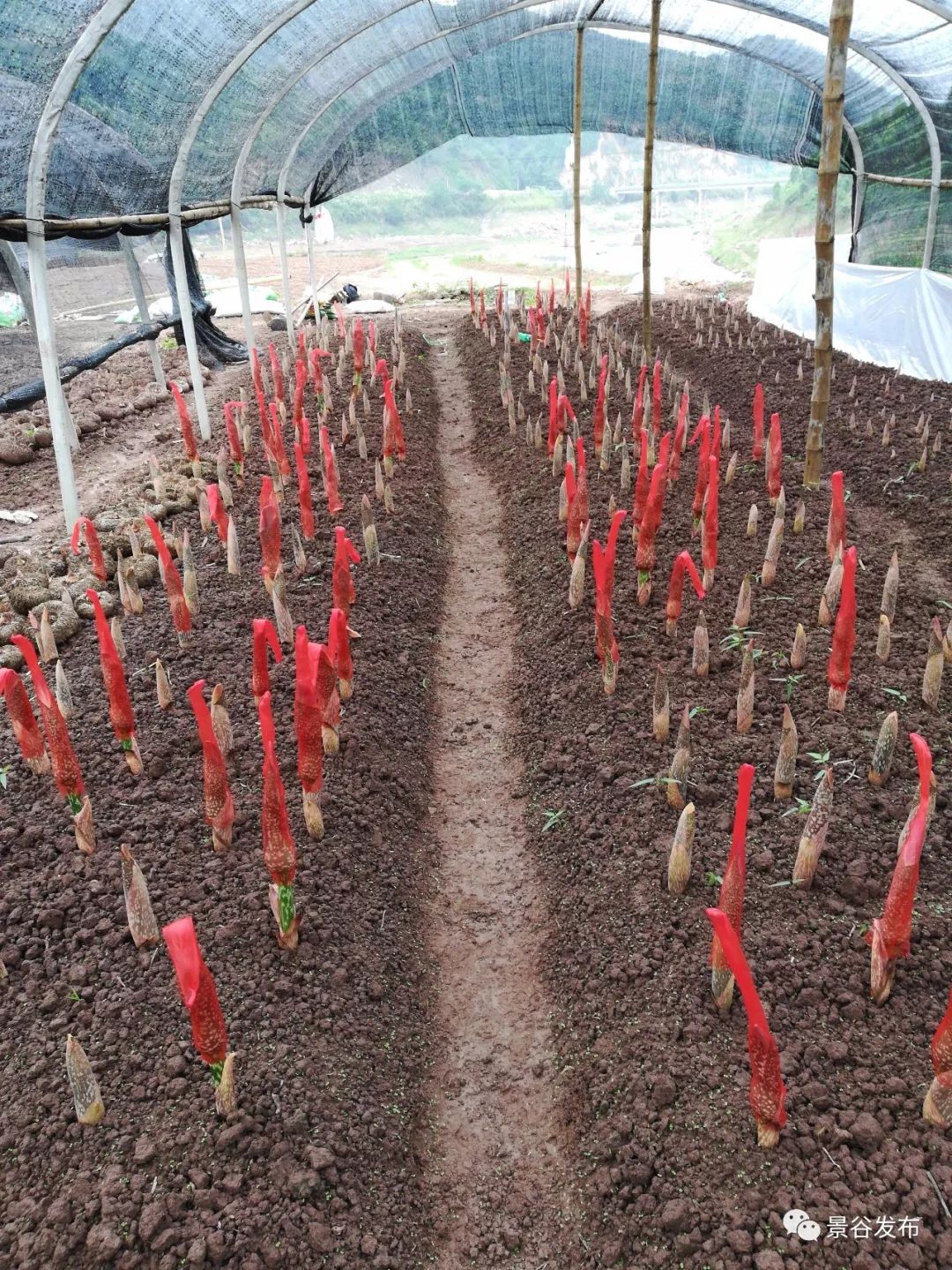 我县发展珠芽魔芋产业巩固脱贫成效