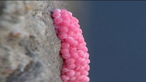 图源:看苏州 结果没几天, "大田螺"竟然产下了一大堆粉红色的籽