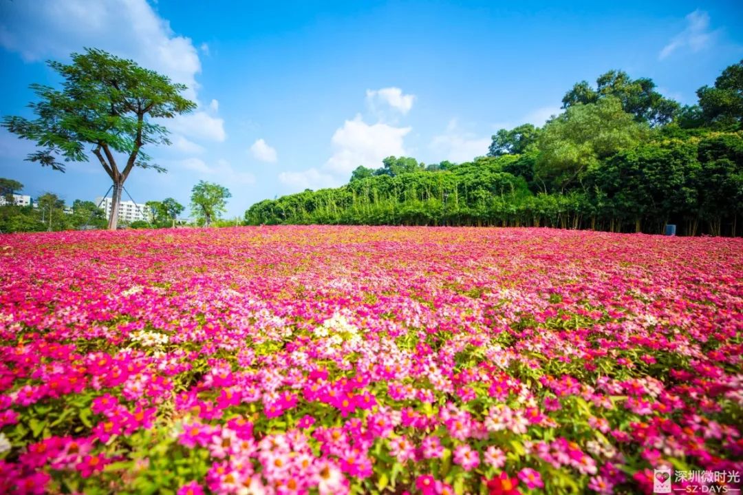 花谷最美,最美,最美的光(第2页)_大山谷图库
