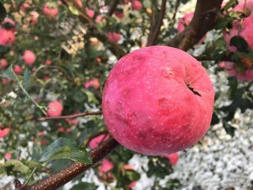 苹果被冰雹袭击许多果农的苹果都收到不同程度的损害,现在刚好是苹果
