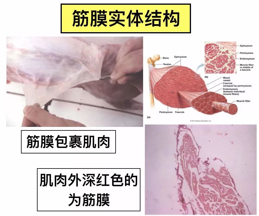 筋膜放松系列