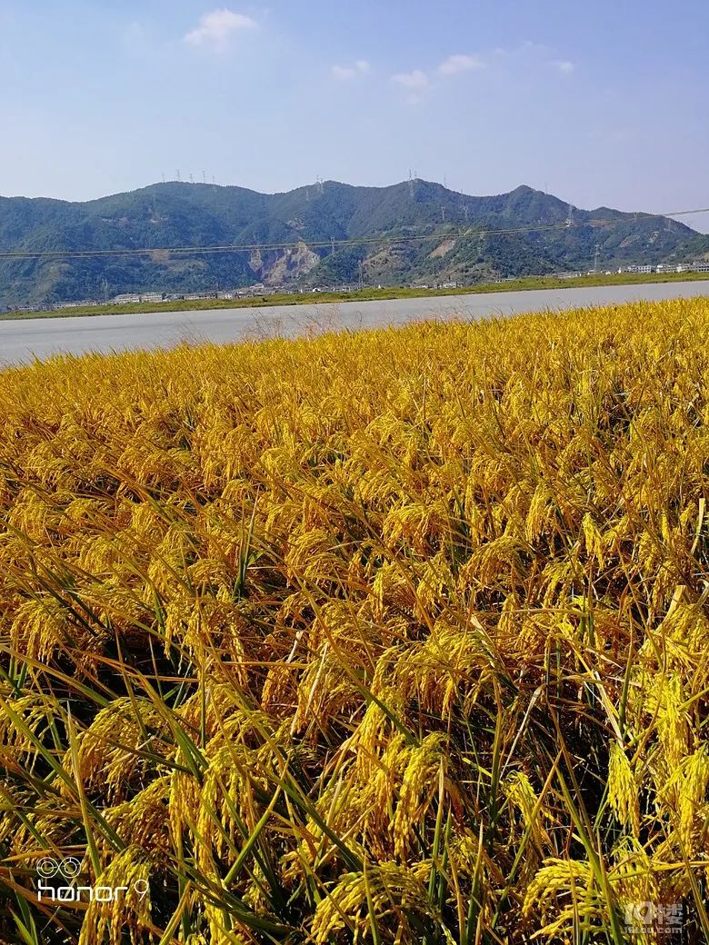 飞龙湖畔稻子熟了蓝天白云下一片金黄的稻浪生机勃勃的景象