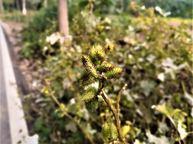 农村有一种野草,果实长满小刺,农民不喜欢它,市场售价每斤5元_苍耳