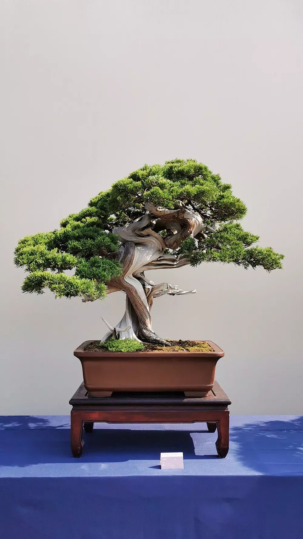 中国风盆景展现场图