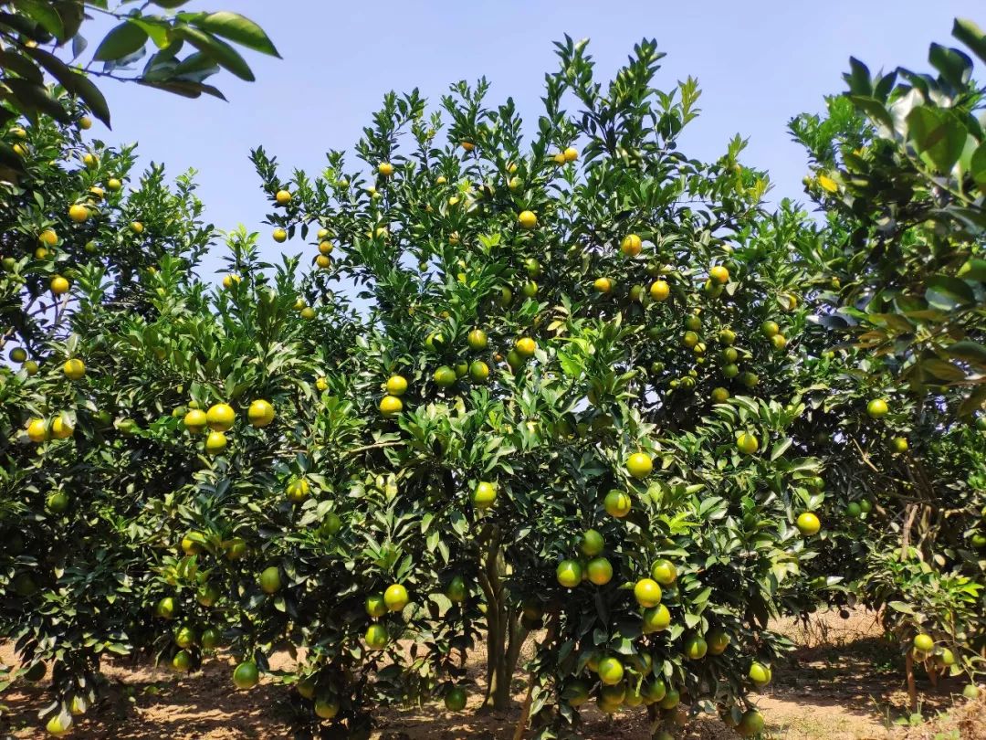 红江橙适合种植地区图片