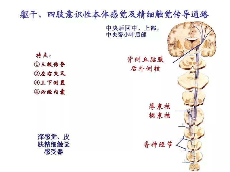 触觉结构图片