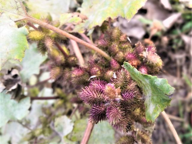 原创农村有一种野草果实长满小刺农民不喜欢它市场售价每斤5元