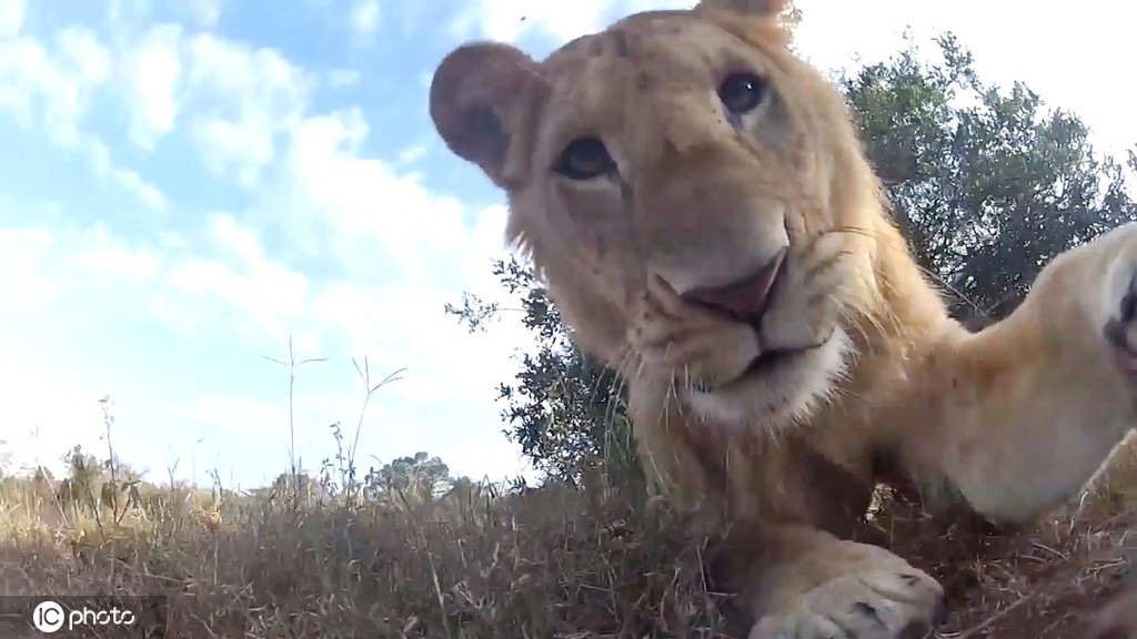 考验颜值!摄影师捕捉"死亡角度"的野生动物自拍