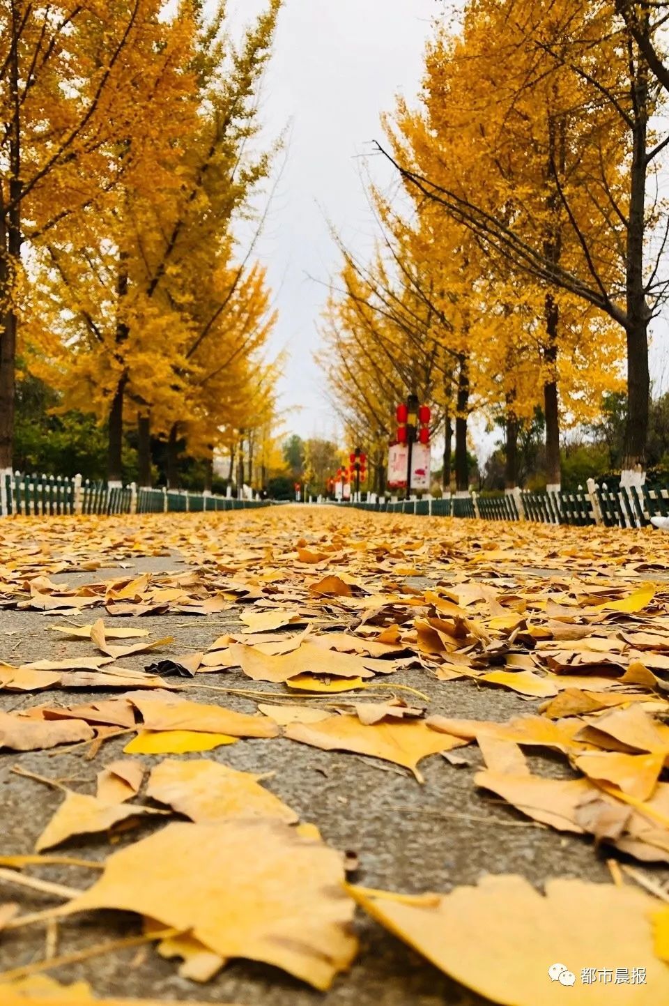 全国十大最美银杏观赏地,第一在徐州!另送上我市银杏观赏地图