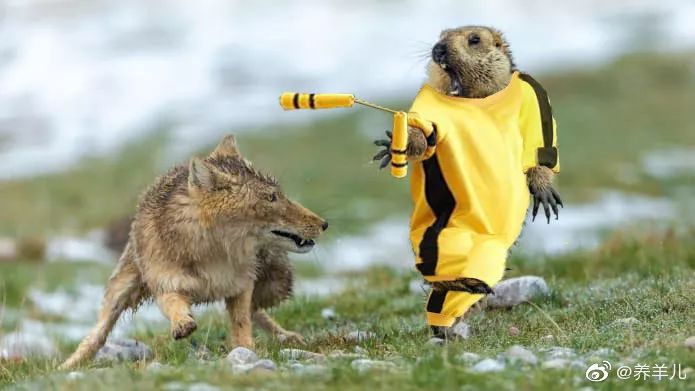 中国摄影师获奖后,这只土拨鼠被全世界网友玩坏了_鲍永清