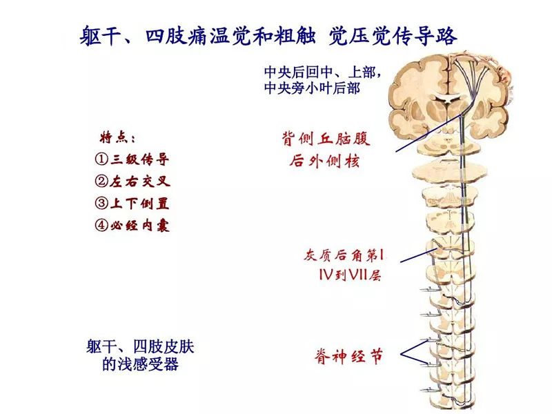 脊髓丘腦束上行,經延髓下橄欖核的背外側,腦橋和中腦內側丘系的外側