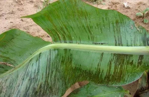 香蕉新叶缺刻肿么办主要缺的是钙