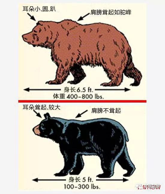 在野外怎么避免被熊攻击被攻击怎么办图文教程