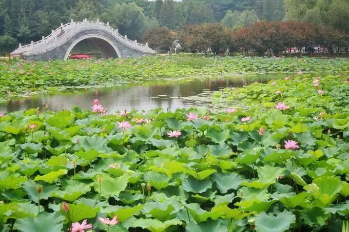 驻马店湿地植物园位置图片