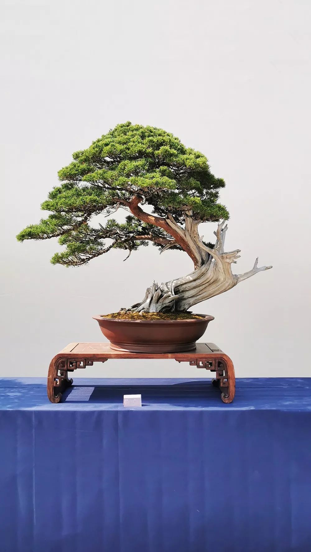 中国风盆景展现场图