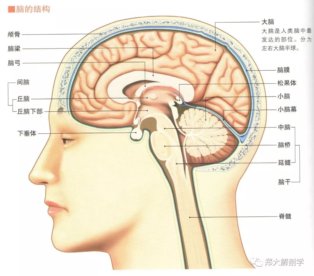 脑部组织结构图图片